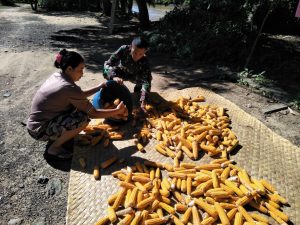 Keakraban Warga dengan Anggota Satgas TMMD saat Mengupas Jagung