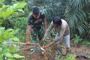 Satgas TMMD Kodim Ketapang Panen Singkong