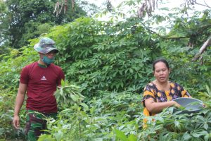 Petik Daun Singkong Warga dibantu Satgas TMMD Kodim Ketapang