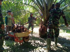 Anggota Satgas TMMD ke-108 Bantu Warga Panen Sawit di Desa Danti