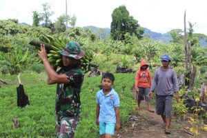 Satgas TMMD Kodim Ketapang Pulang Kerja Panggul Pisang