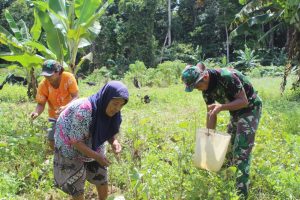 Satgas TMMD Kodim Ketapang Panen Kacang Hijau