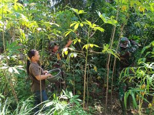 Anggota Satgas TMMD Kodim Singkawang Menyempatkan Diri Bantu Petik Daun Singkong
