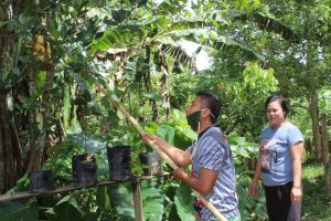 Satgas TMMD Kodim Ketapang Bantu Warga Petik Buah Nangka