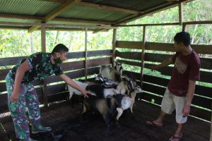 Satgas TMMD Kodim Ketapang Belajar Beternak Kambing