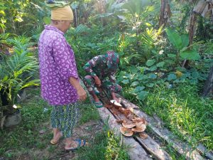 Pak Tentara Ini Bantu Warga Kupas Kelapa Ibu Roqidah