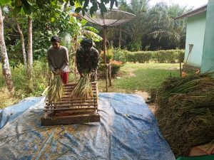 Terjun ke Sawah, Anggota Satgas TMMD Bantu Warga Panen Padi