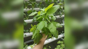 Jadi Petani di Lahan Sempit, Apa Saja Untungnya?