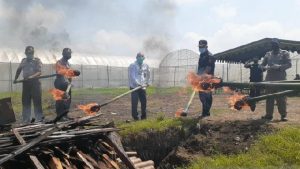 Temuan Bakteri, 1,5 Ton Benih Sawi Putih Asal Korsel Dimusnahkan