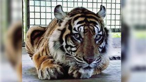 Harimau Sumatera di Riau, Kasus Bonita Diaku Paling Melelahkan