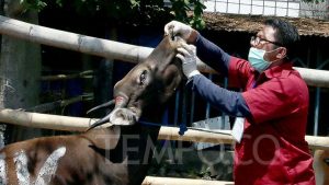 Wali Kota Bogor Bikin Surat Edaran Pemotongan Hewan Kurban