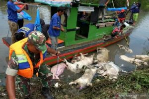 878 Babi Mati Mendadak di Palembang Positif Demam Babi Afrika
