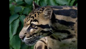 Ternak Kambing Mati di Lubuk Alung, Macan Dahan Jadi Tersangka