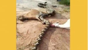 Setelah Sanca di Tangsel, Ular Piton Lilit Orang di Hutan Jambi