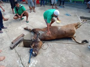 Unik, Hewan Kurban Dioles Bedak Langer Sebelum Disembelih