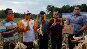 Sekadau Potensi Pengembangan Jagung Hibrida