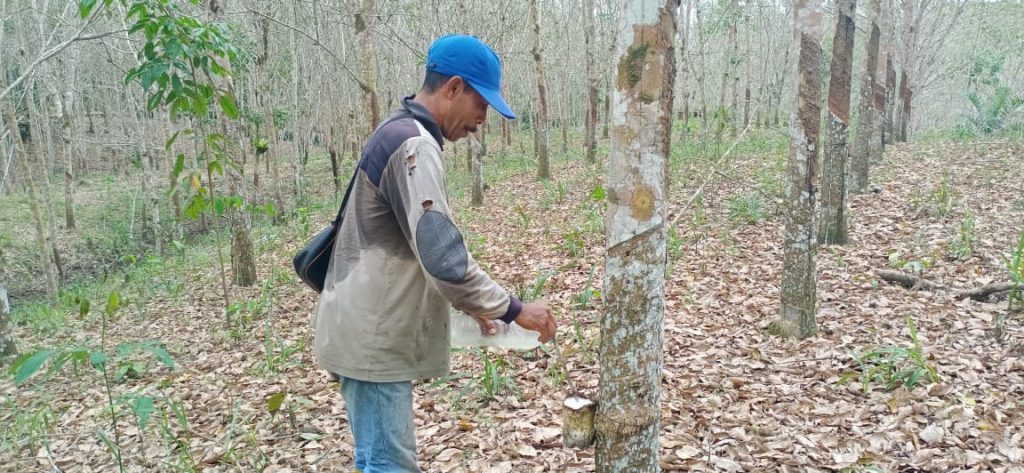 Petani Keluhkan Harga Karet Murah, Pemerintah Diminta Carikan Solusi