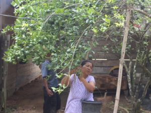 Warga Teringat saat Panen Jeruk dibantu Satgas TMMD Kodim Ketapang