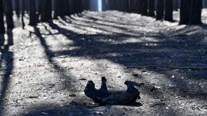 Kebakaran Hutan Ekstrem Australia, Hampir 3 Miliar Satwa Mati dan Tersingkir