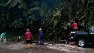 Pohon Tumbang di Jalan Raya Padang-Solok, Semen Padang Kerahkan Relawan TRC