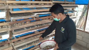 Dorongan Semen Padang,  UMKM Budidaya Puyuh Petelur Milik Warga ini Sukses di Tengah Pandemi