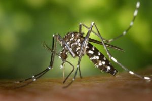 Waspadalah, 2 Virus dari Nyamuk Ini Bisa Sebabkan Stroke