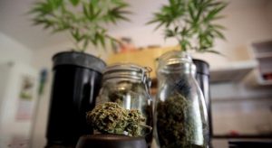 Kafe di Hong Kong Jual Kopi Mengandung Tanaman Ganja