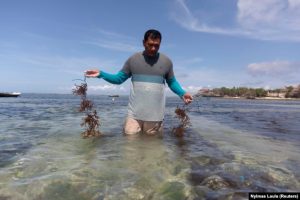 Pariwisata Lesu, Bali Beralih ke Budidaya Rumput Laut