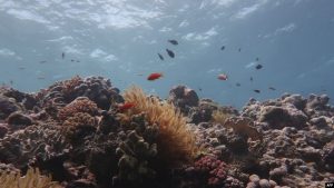 Great Barrier Reef Telah Kehilangan Lebih dari 50 Persen Karangnya