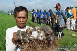 Jebakan untuk Tikus di Sawah Telah Membunuh 24 Orang di Ngawi, Kok Bisa?