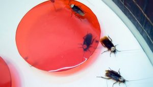 Ternak Miliaran Kecoak di Cina, Apa Saja Manfaatnya?