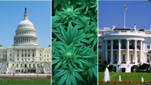 Kenaikan Upah Minimum & Legalisasi Ganja Juga Diputuskan dalam Pemilu AS