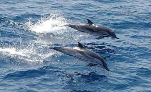 Ikan Lumba-lumba Tarik Wisatawan ke Wisata Pesibar