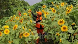 Bertani di Kota, Memanfaatkan Lahan Kosong Sambil Mengisi Dapur