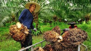 Laju Tren Positif Harga CPO Diprediksi Berlanjut di Tahun Depan