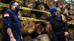 Penegakan Hukum Masih Lemah, Pembalakan Kayu Hutan Makin Marak