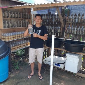 Berawal dari Hobi, Pemuda Sekadau jadi Pebisnis Ikan Cupang