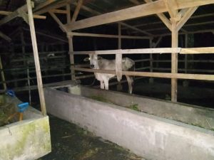 Bumdes Desa Aek Hitetoras Diduga Fiktif, Ini Hasil Penelusuran Suaraindo.id