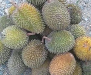 Panen Anjlok, Harga Durian Naik, Akibat Tingginya Intensitas Hujan