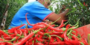 Harga Sembako di Kota Pontianak Stabil, Cabai yang Melonjak Naik