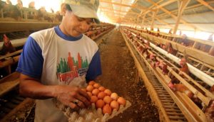 Kementerian Pertanian Prediksi Harga Telur Turun sampai Akhir Februari