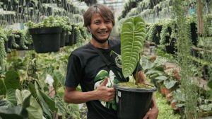 Cerita Petani Bandung Jual 70 Pot Tanaman Hias Senilai Rp 200 Juta dalam Sehari