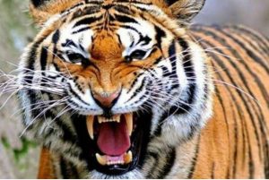 2 Harimau Sumatera Lepas dari Kebun Binatang di Singkawang, 1 Ditembak Mati