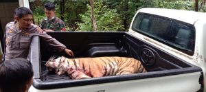 Penembak Jitu Lumpuhkan Harimau yang Lepas dari Sinka Zoo Singkawang