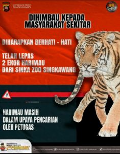 Seorang Pawang Diterkam Harimau Milik Zinka Zoo di Singkawang