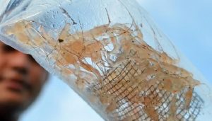 KKP Lepasliarkan Ratusan Ribu Benih Lobster Selundupan di Padang