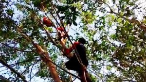 BKSDA Kalteng Evakuasi Orangutan dengan Tembakan Obat Bius