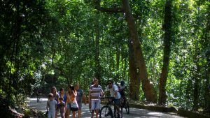 Data WRI: Hutan Tropis Dunia Kian Berkurang