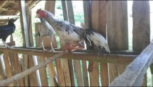 Pencuri Ayam Resahkan Warga Sawojajar