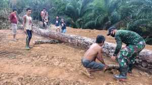 Satgas TMMD 110 Kodim 1201 Siapkan Kayu Untuk Konstruksi Jembatan
